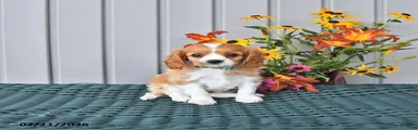 Oscar