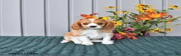 Cavalier King Charles Spaniel dogs for sale: Oscar - Ad 1