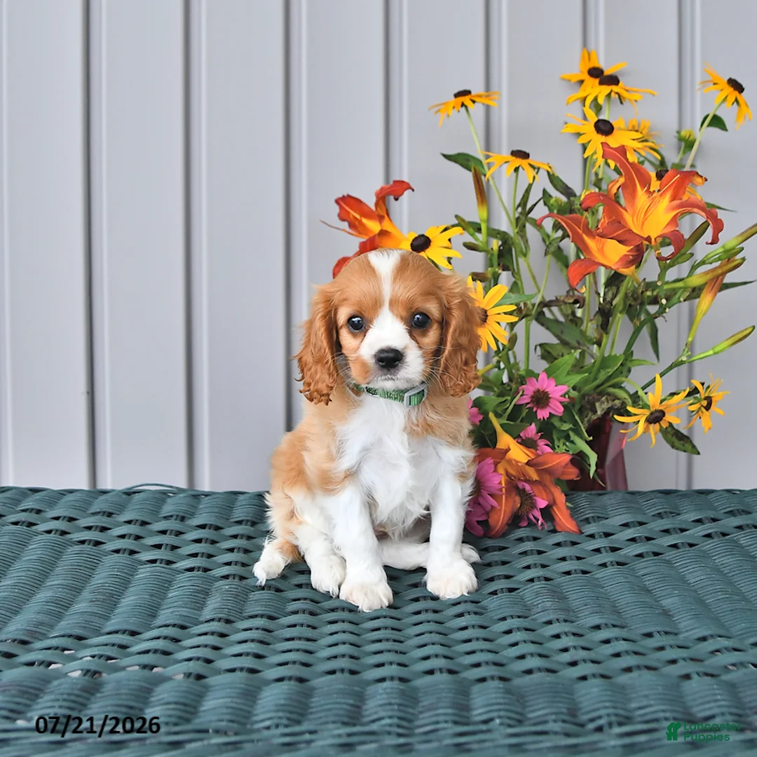 Cavalier King Charles Spaniel dogs for sale: Oscar - Ad 1