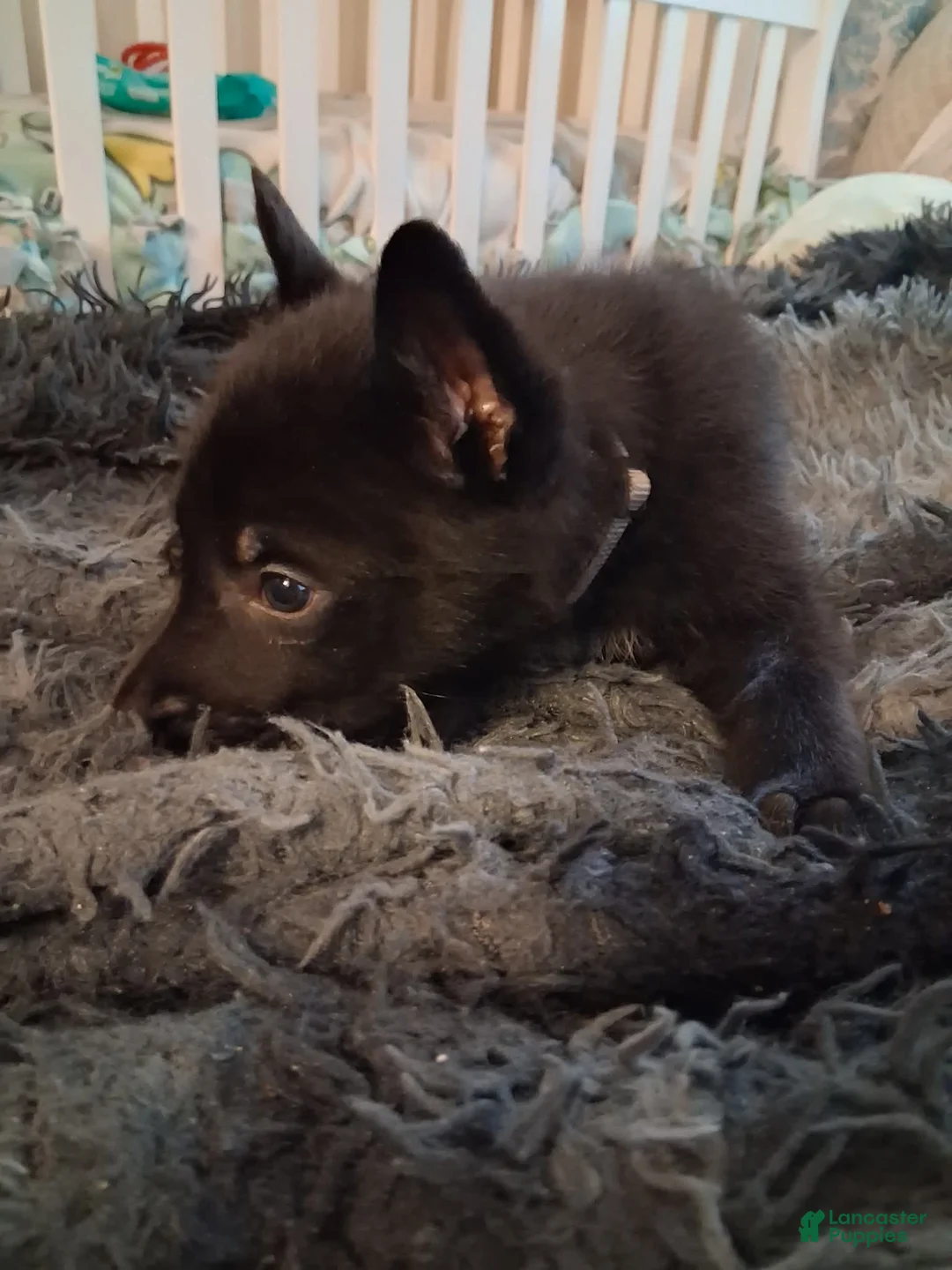 German Shepherd dogs for sale: Taz 🩶 - Ad 2