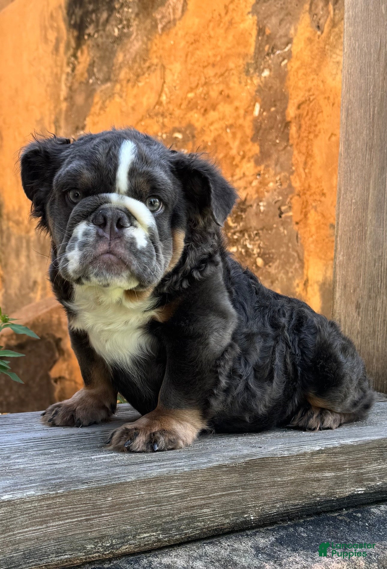 English Bulldog dogs Bear - Ad 10
