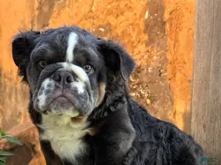 English Bulldog dogs Bear - Ad 10