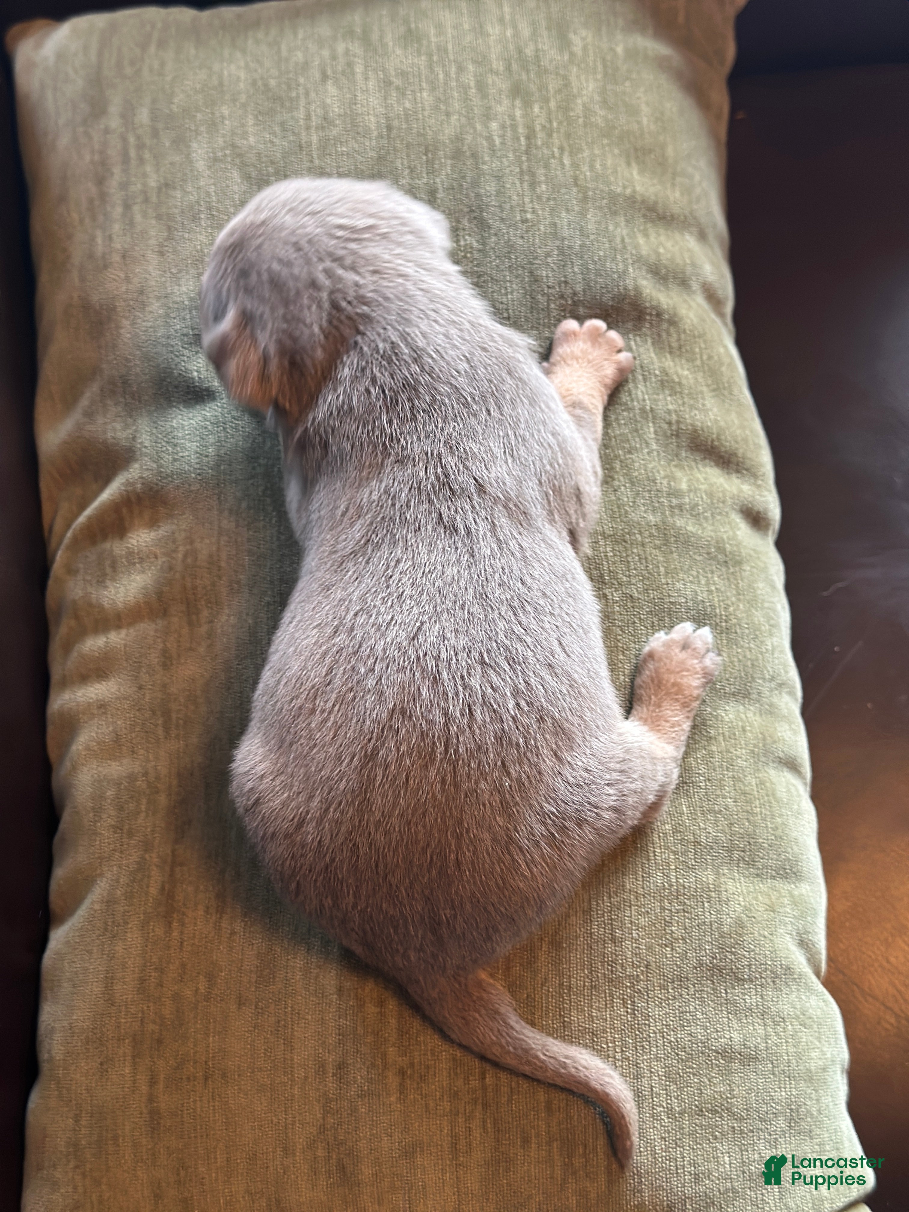 Mixed Breed dogs Kelpie/ 1/4 Border Collie/Mcnab Puppy 8 - Ad 2