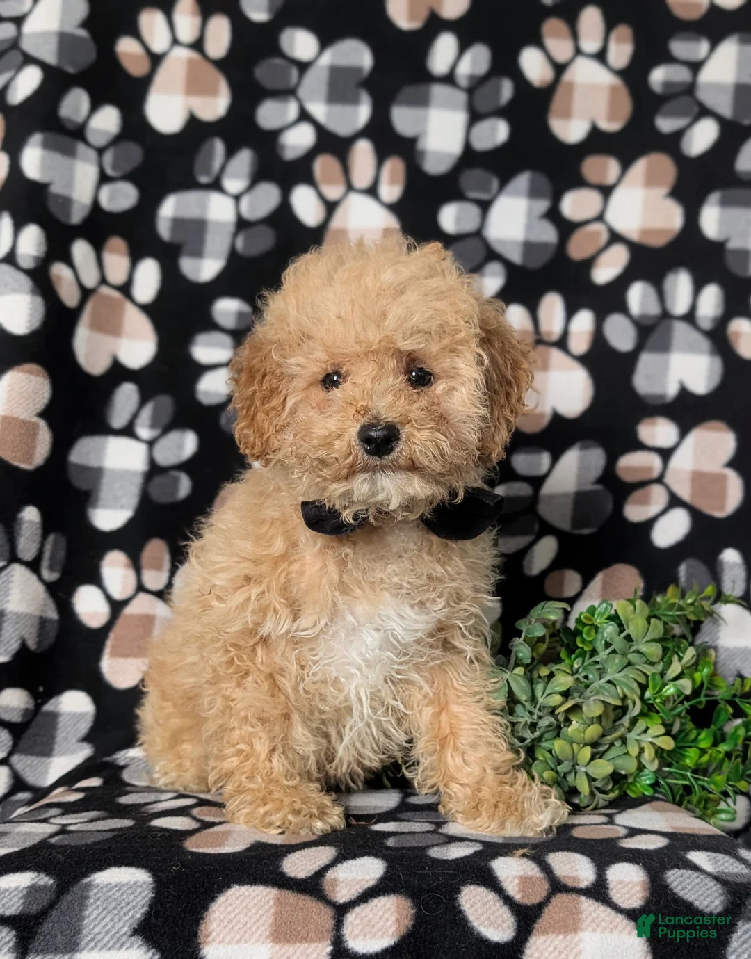 Miniature Poodle dogs for sale: Clark 9 lbs full grown - Ad 2