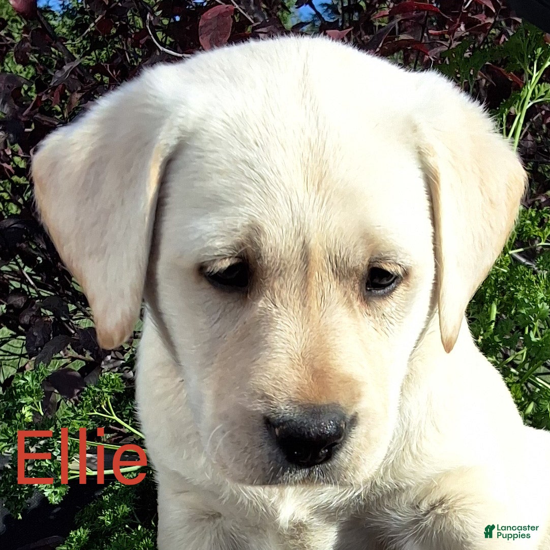 Labrador Retriever dogs for sale: Ellie Retriever 7 - Ad 1