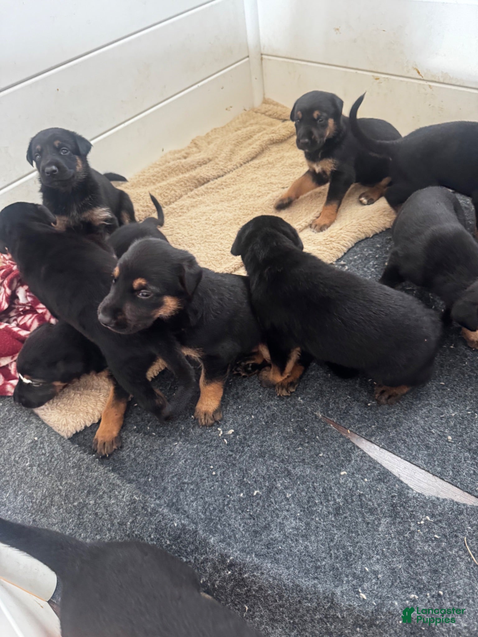 Mixed Breed dogs Mixed Breed 3 - Ad 1