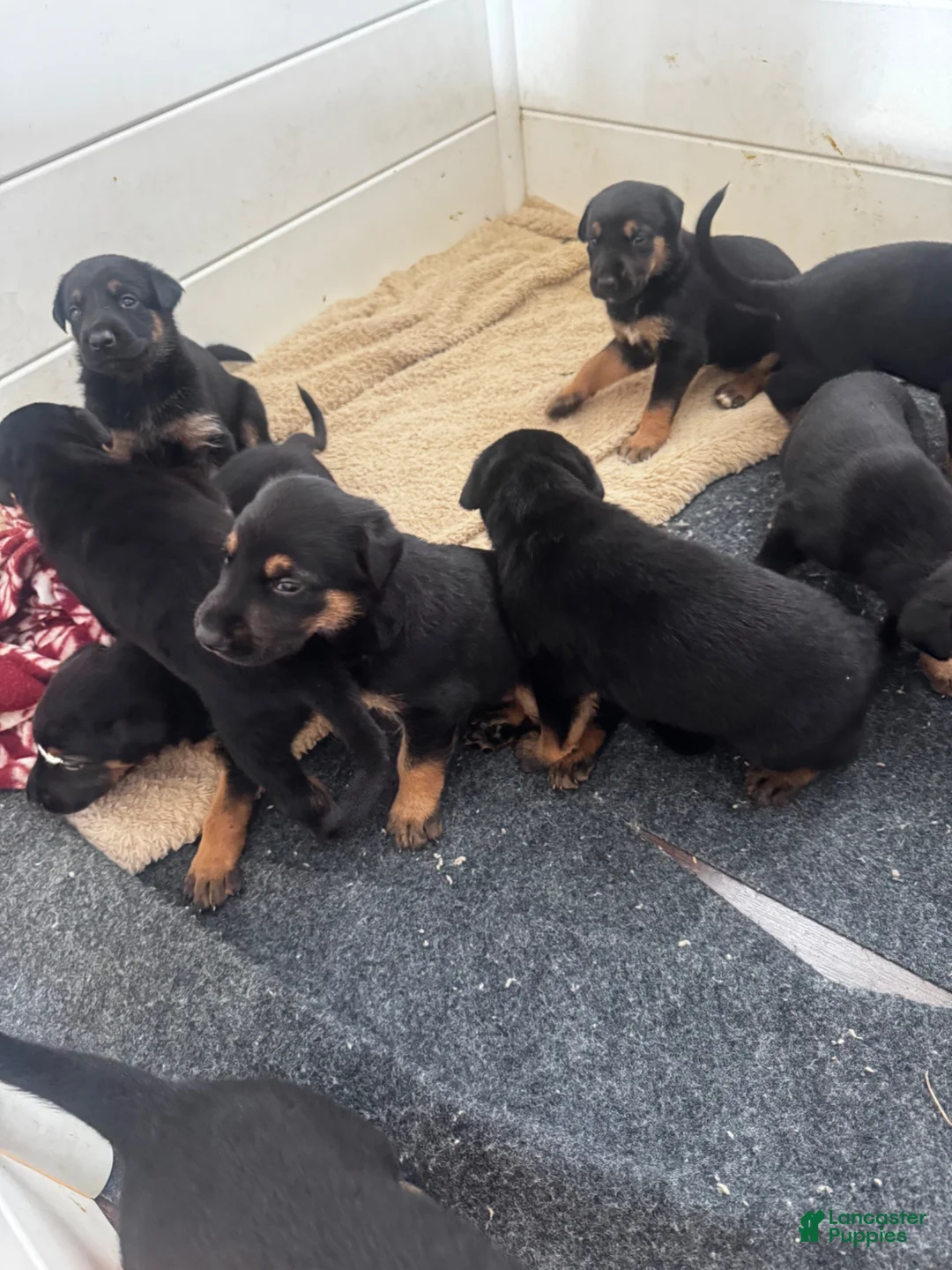 Mixed Breed dogs for sale: Mixed Breed 3 - Ad 1