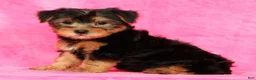 Yorkshire Terrier dogs for sale: Frisky - Ad 6