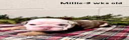 English Bulldog dogs for sale: Millie - Ad 3