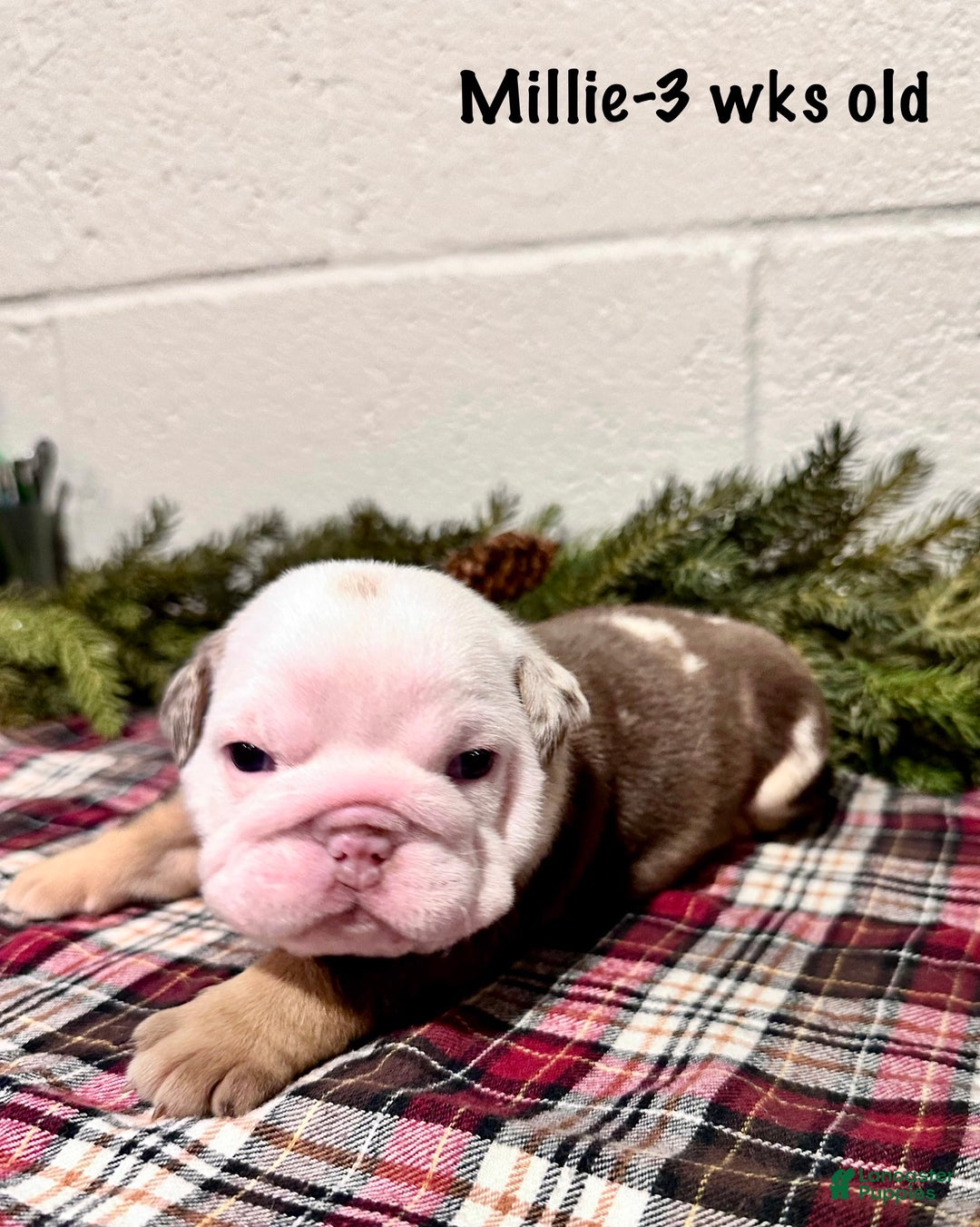 English Bulldog dogs for sale: Millie - Ad 3