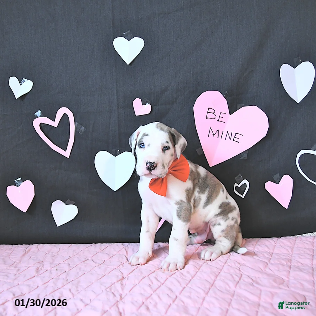 Great Dane dogs for sale: Toby RARE COLOR - Ad 2