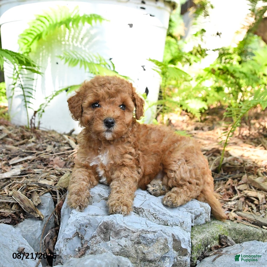Havapoo dogs Tulip - Ad 1