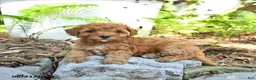 Havapoo dogs for sale: Tulip - Ad 1