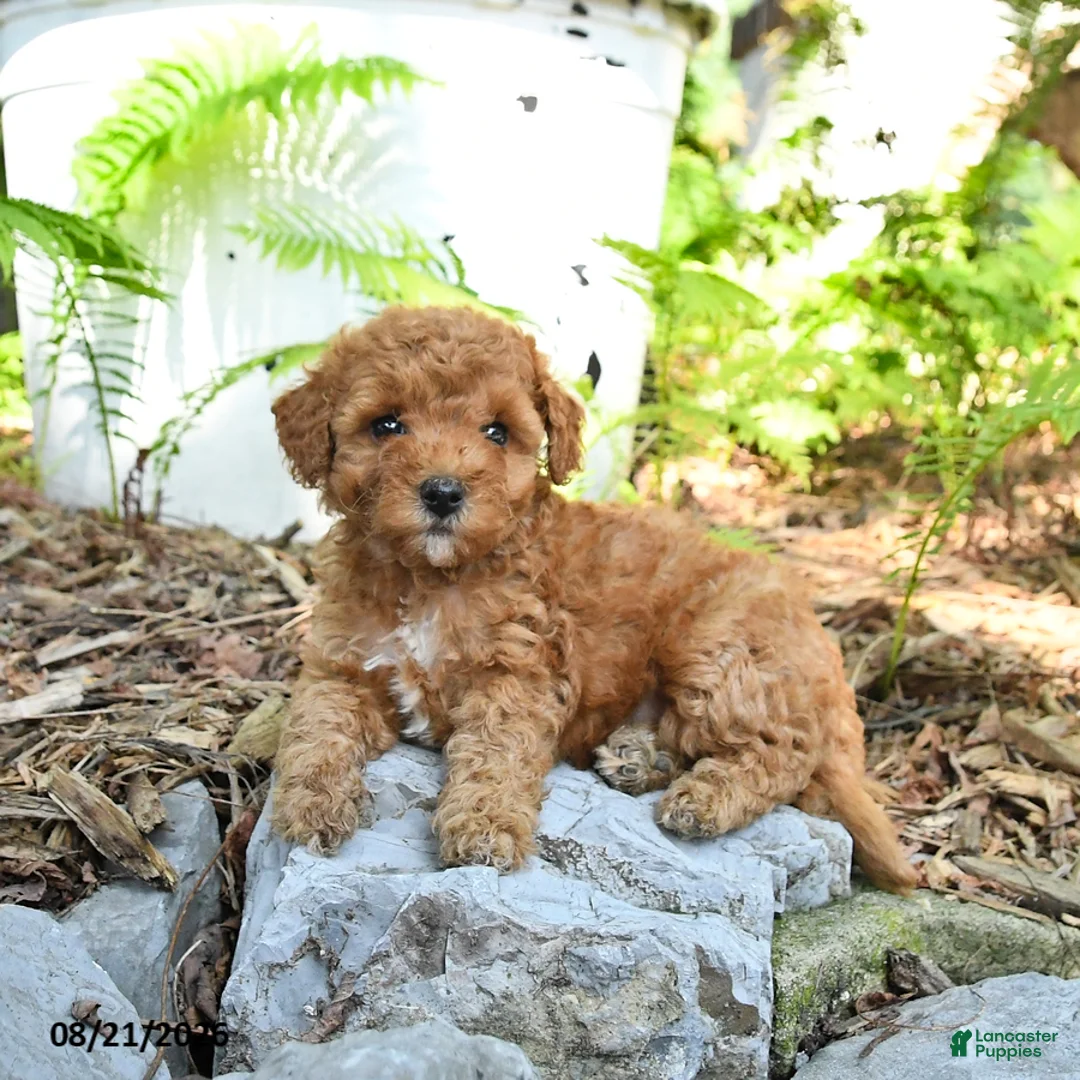 Havapoo dogs for sale: Tulip - Ad 1