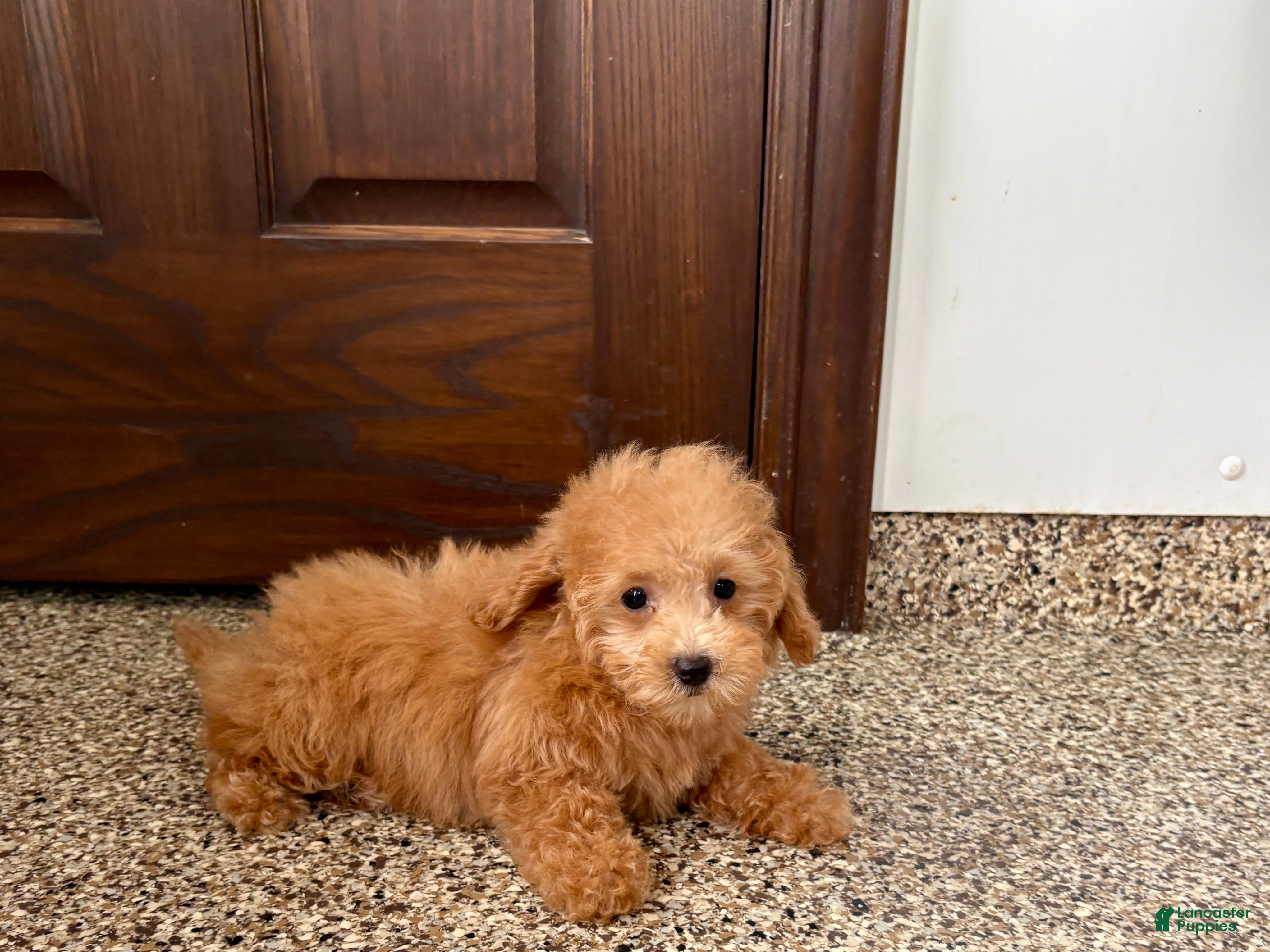 Maltipoo dogs Snickers  - Ad 2