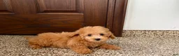 Maltipoo dogs for sale: Snickers  - Ad 2