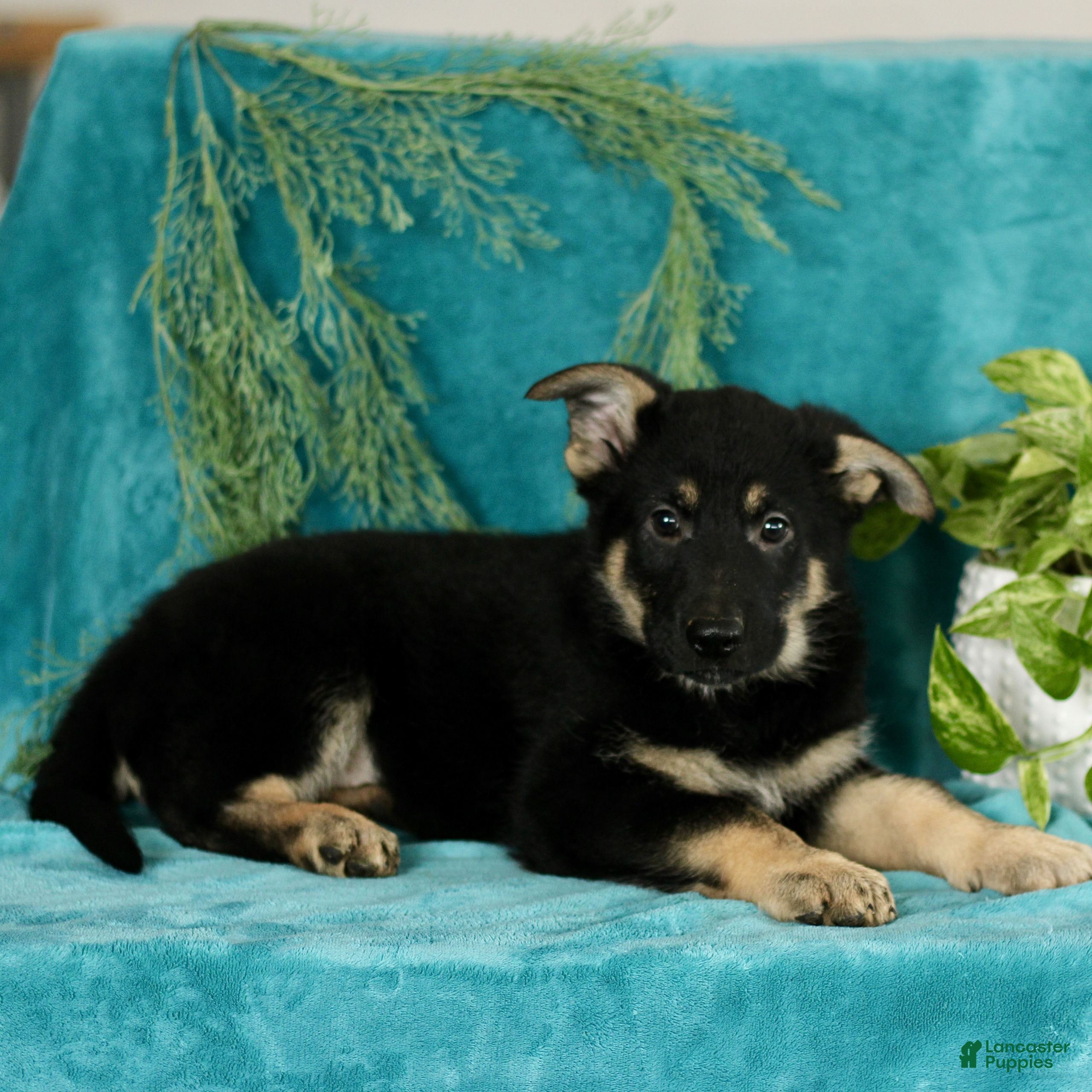 German Shepherd dogs Tanner  - Ad 33
