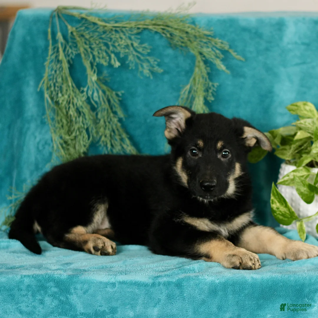 German Shepherd dogs for sale: Tanner  - Ad 1
