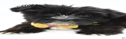 Morkie dogs for sale: Walker - Ad 4