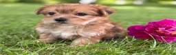 Morkie dogs for sale: Brookie  - Ad 7