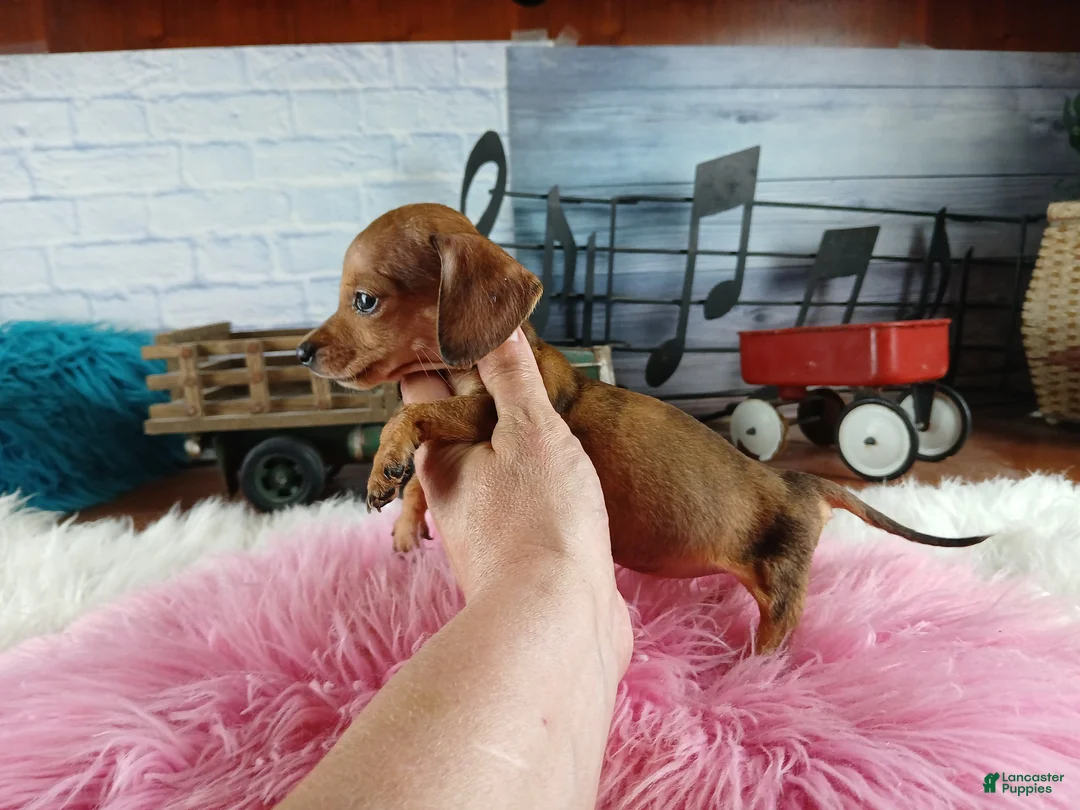 Miniature Dachshund dogs for sale: Suzies Teacup red girl. Hand Delivery  - Ad 2