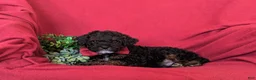 Cockapoo dogs for sale: Forrester Hypoallergenic - Ad 4