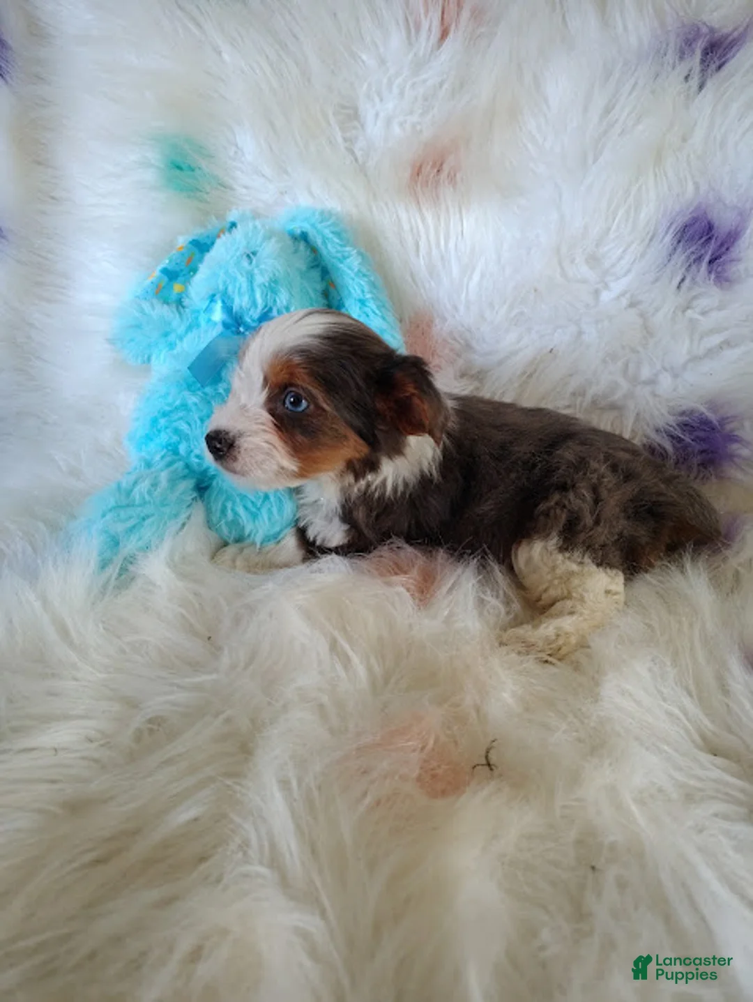 Yorkshire Terrier dogs for sale: Yorkshire Terrier Puppy 1 - Ad 2