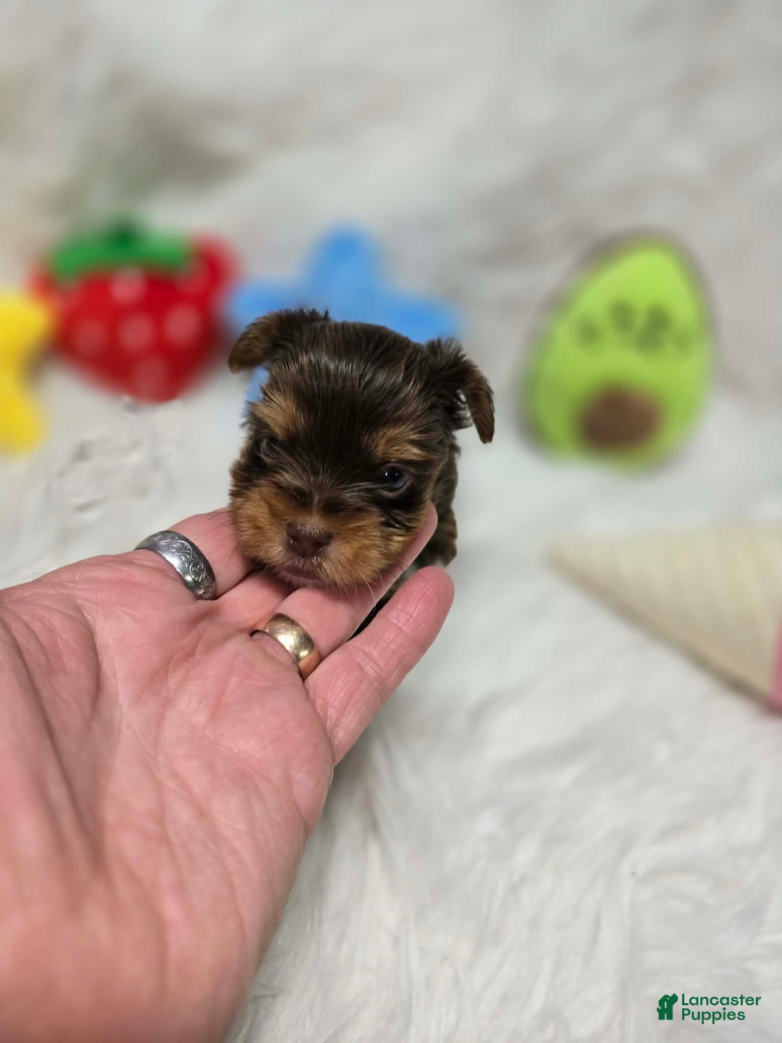 Yorkshire Terrier dogs Girl 2 - Ad 34