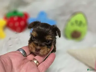 Yorkshire Terrier dogs Girl 2 - Ad 34