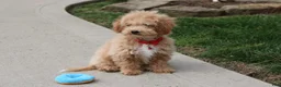 Bichpoo dogs for sale: Rolo - Ad 2