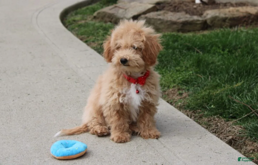 Bichpoo dogs for sale: Rolo - Ad 2