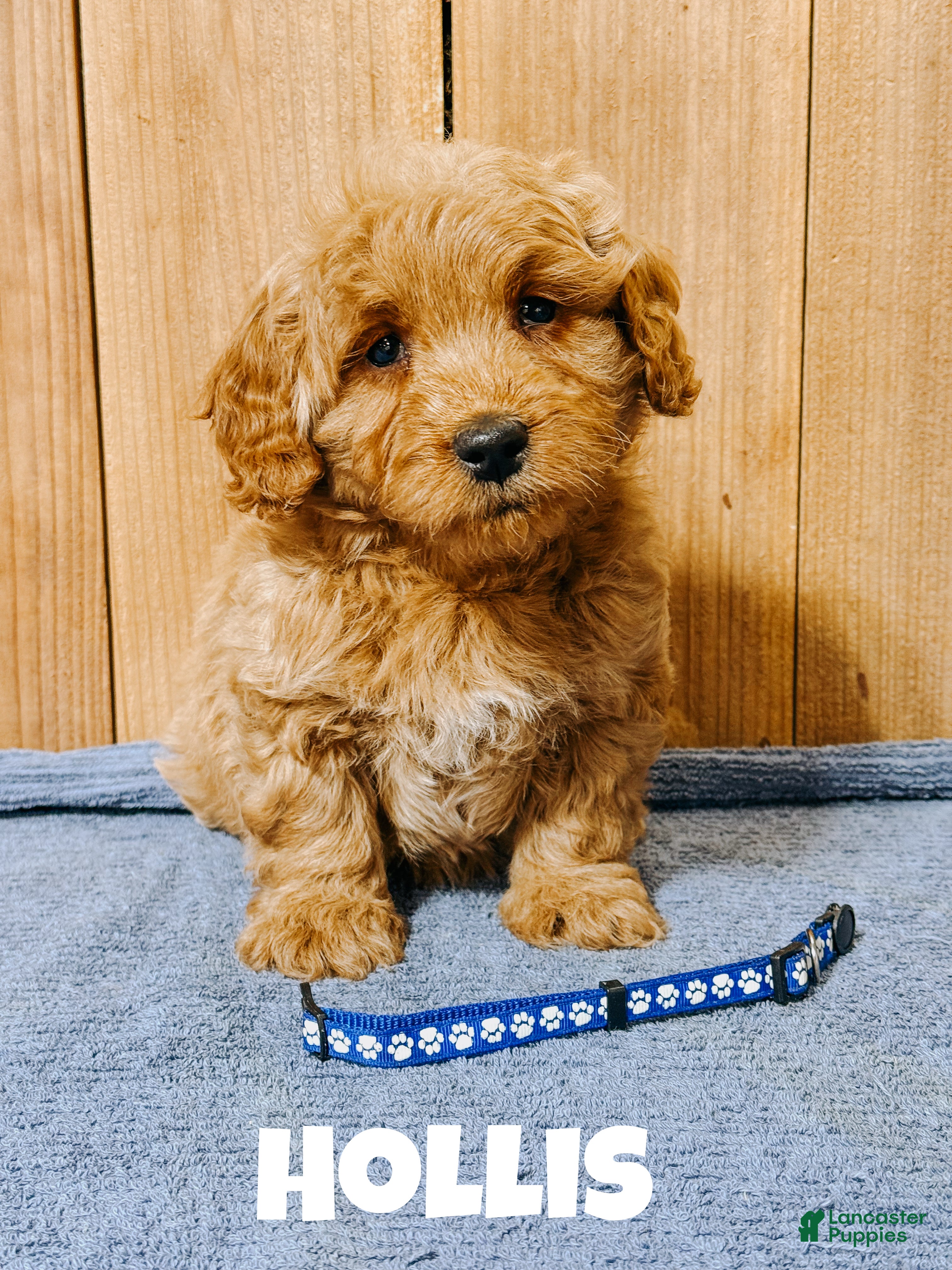 Mini Goldendoodle dogs Hollis, F1b Mini Goldendoodle - Ad 31