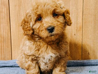 Mini Goldendoodle dogs Hollis, F1b Mini Goldendoodle - Ad 28