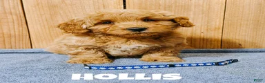 Hollis, F1b Mini Goldendoodle