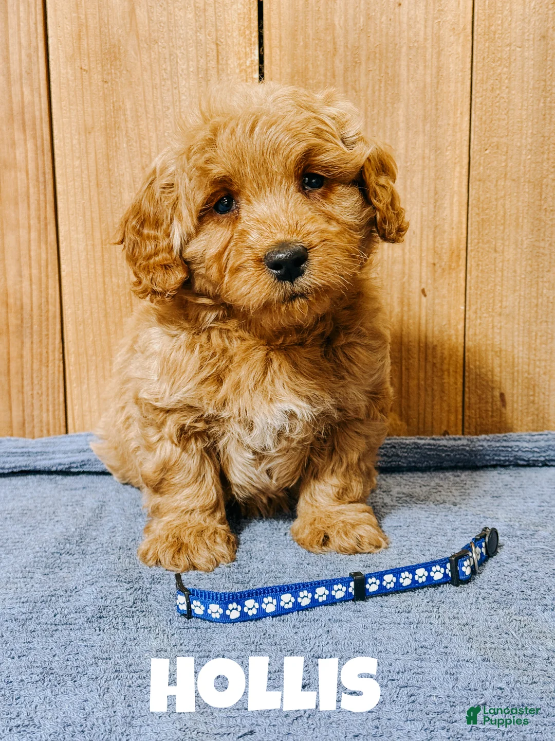 Mini Goldendoodle dogs for sale: Hollis, F1b Mini Goldendoodle - Ad 1