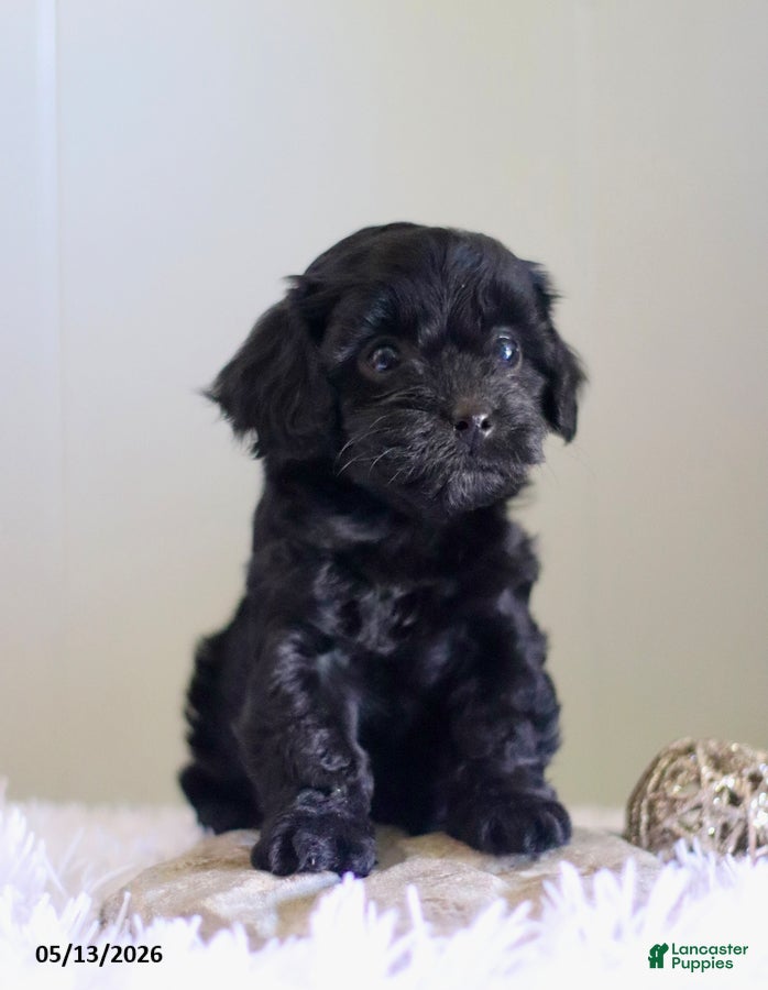 Cavapoo dogs Lady - Ad 2