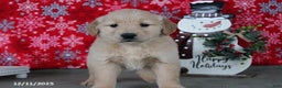 Golden Retriever dogs for sale: Clara - Ad 3