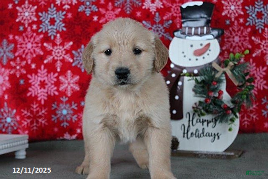 Golden Retriever dogs for sale: Clara - Ad 3