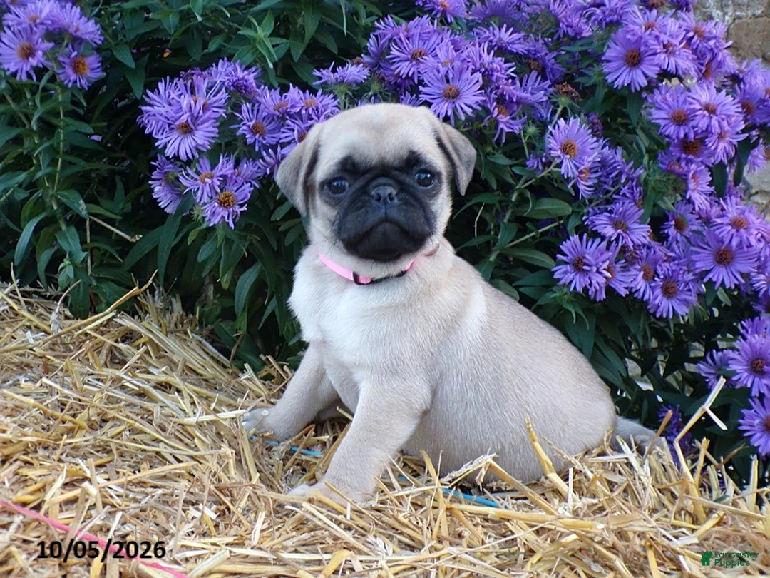 Pug dogs for sale: Dahlia - Ad 1