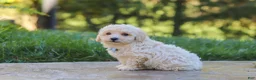 Maltipoo dogs for sale: Finley - Ad 8