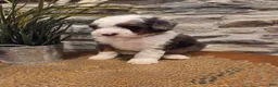 Mini Bernedoodle dogs for sale: ECHO - MALE Mini Bernedoodle 1 - Ad 4