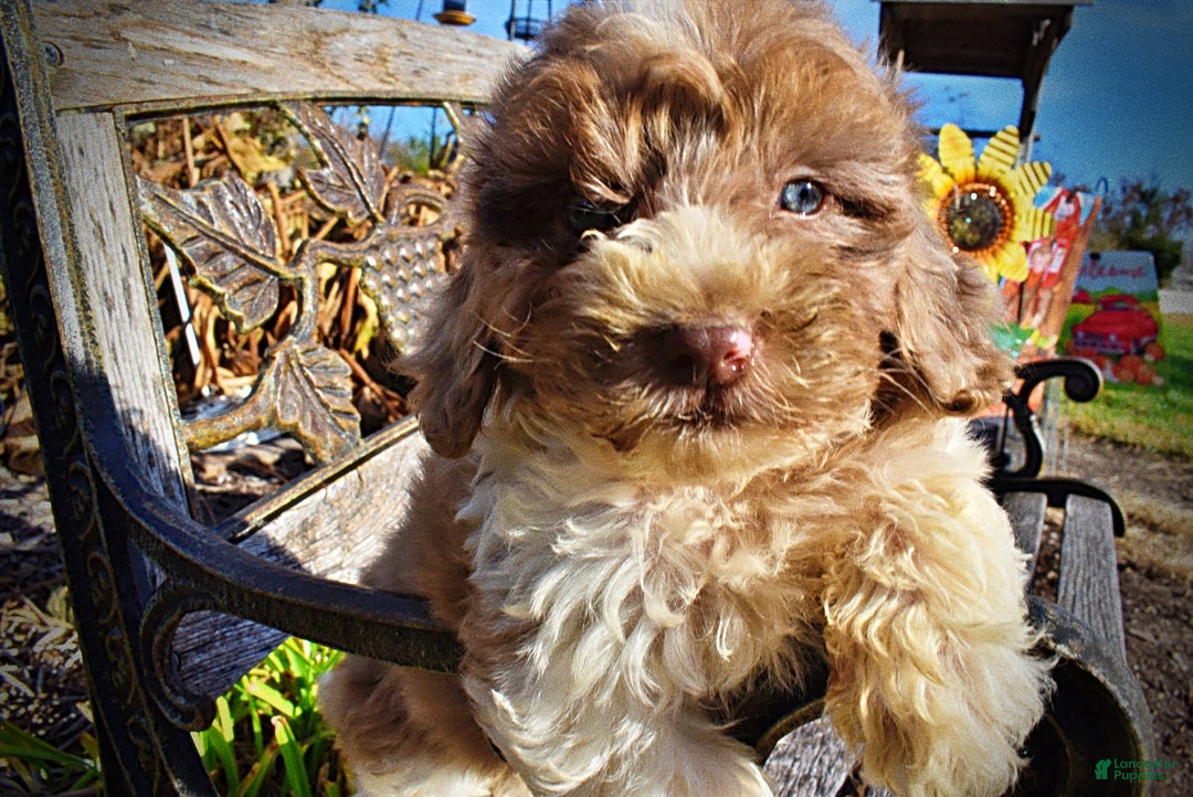 Havapoo dogs for sale: Patches - Ad 5