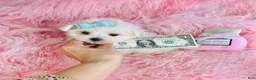 Maltese dogs for sale: Maltese Puppy 1 - Ad 3