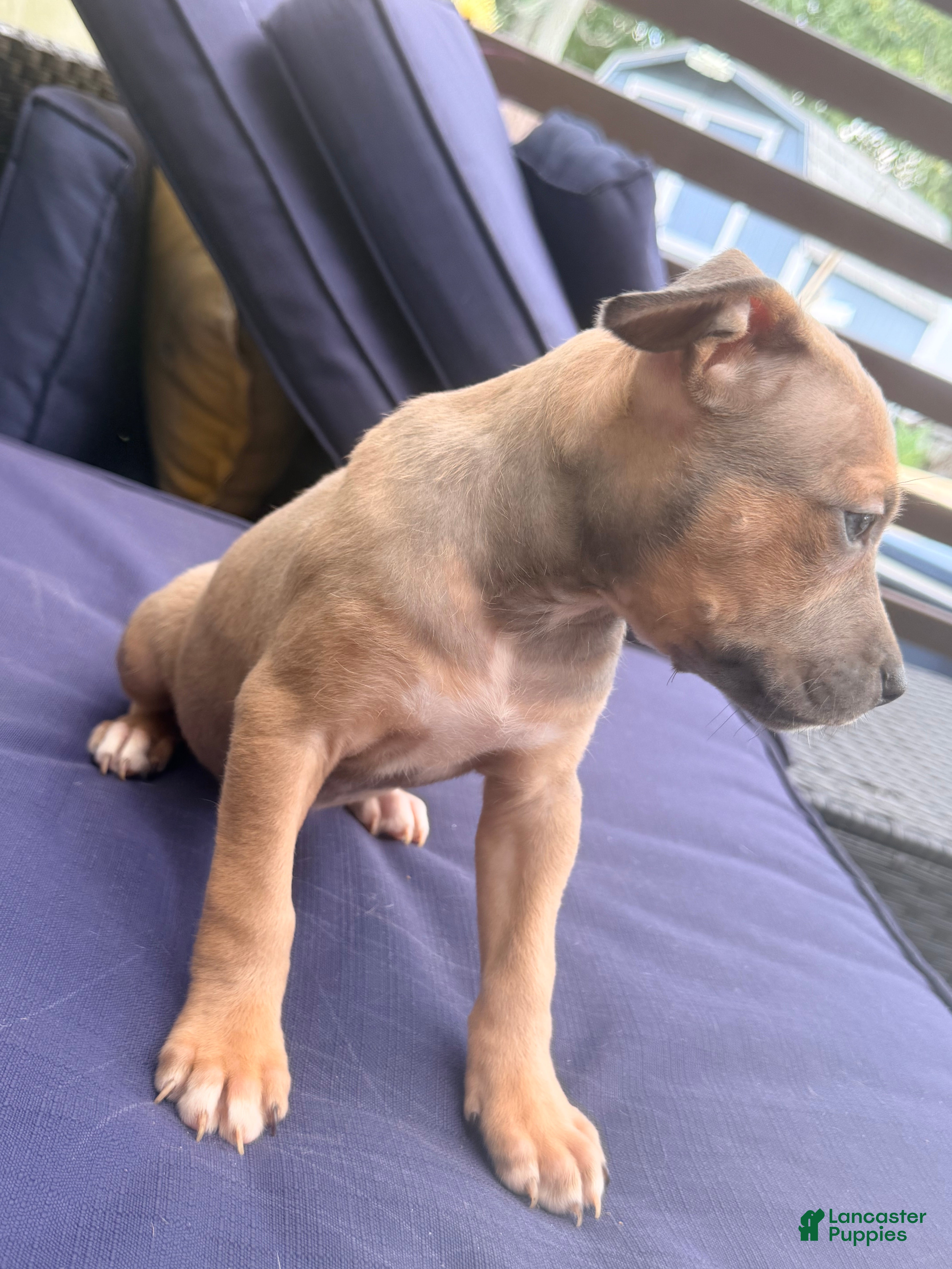 Mixed Breed dogs brownie - Ad 2