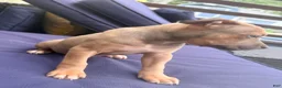 Mixed Breed dogs for sale: brownie - Ad 2