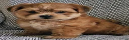Shorkie dogs for sale: Peanut - Ad 6