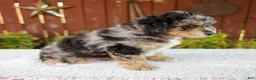Mini Bernedoodle dogs for sale: Nate - Ad 7