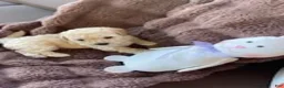 Bichpoo dogs for sale: Bichpoo Cutie Pie 2 - Ad 4