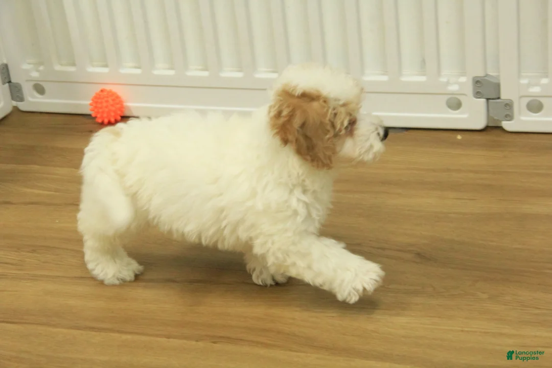 Bichpoo dogs for sale: Rory - Ad 4