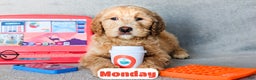 Goldendoodle dogs for sale: Monday - Ad 2